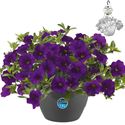 Bild von HP27 o.kl. Calibrachoa Blue